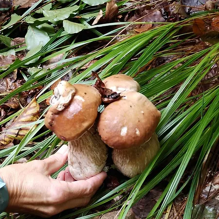 Nerudovka Διαμέρισμα Kasperske Hory